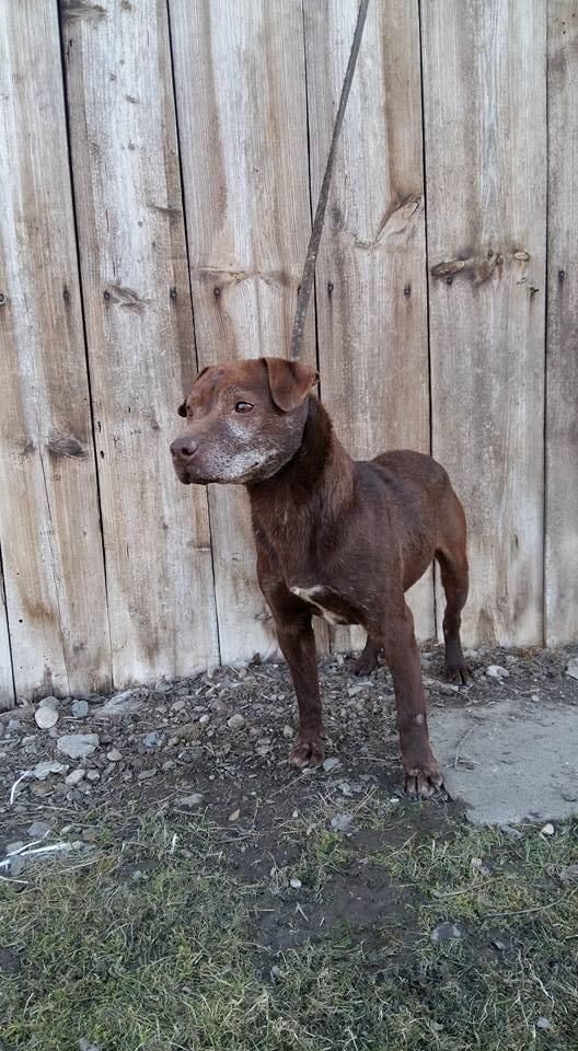 Photo of the dog