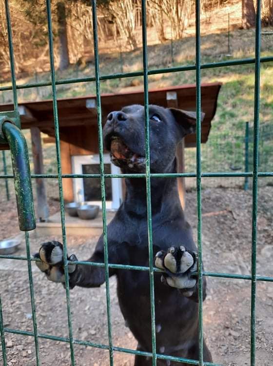 Photo of the dog