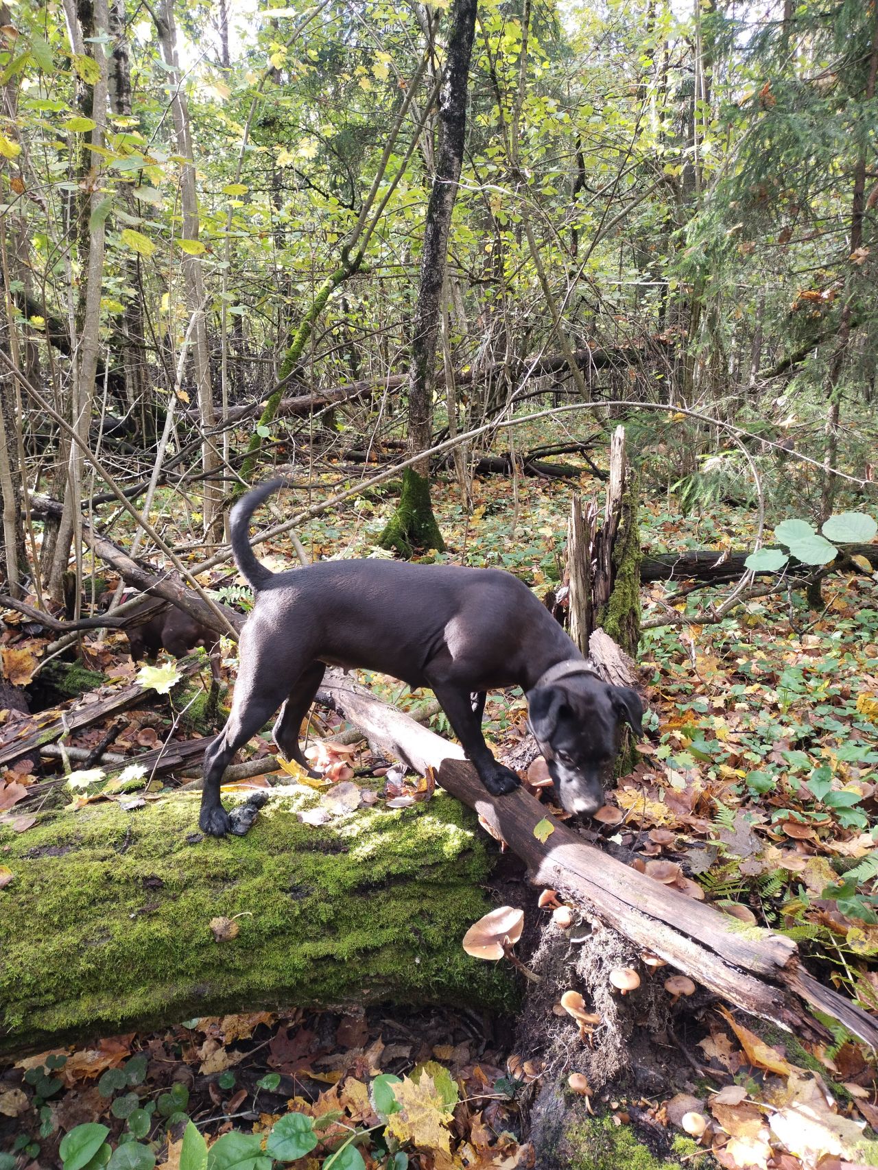 Photo of the dog