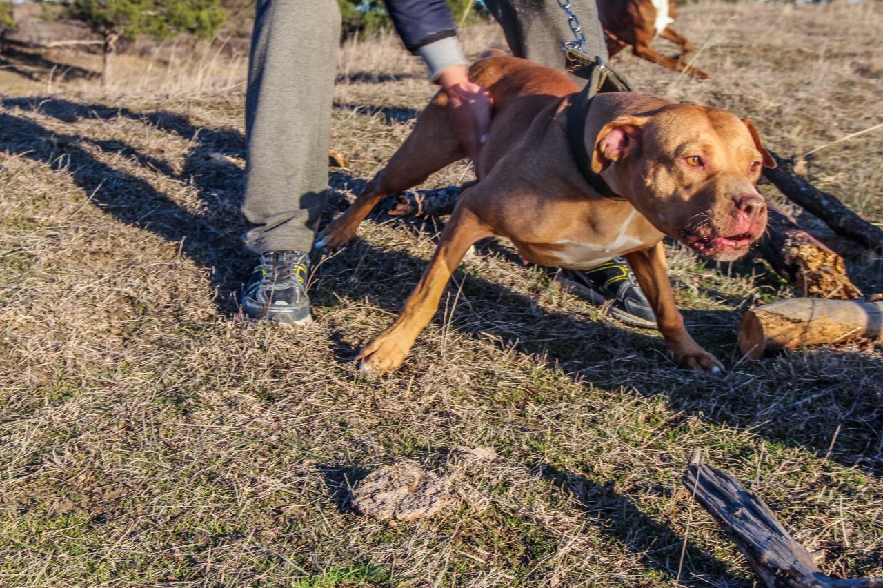 Photo of the dog