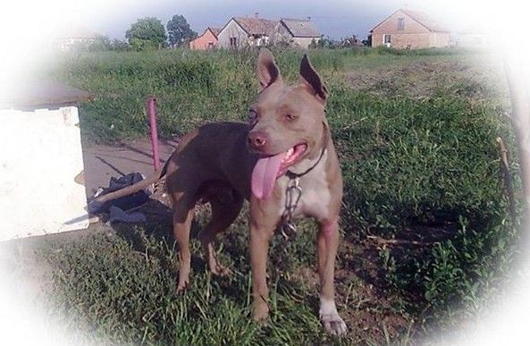 Photo of the dog