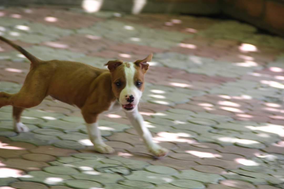 Photo of the dog