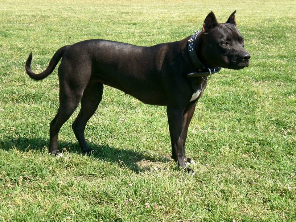 Photo of the dog