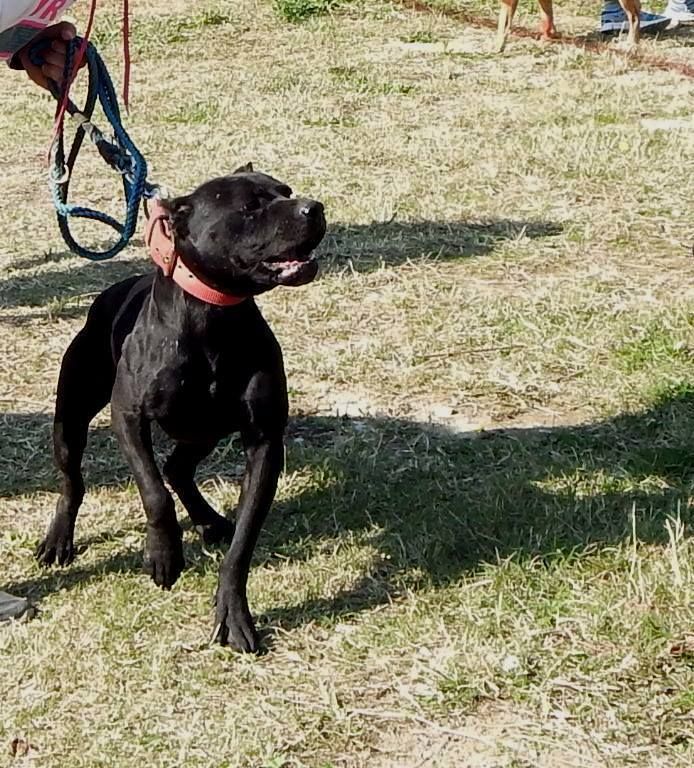 Photo of the dog