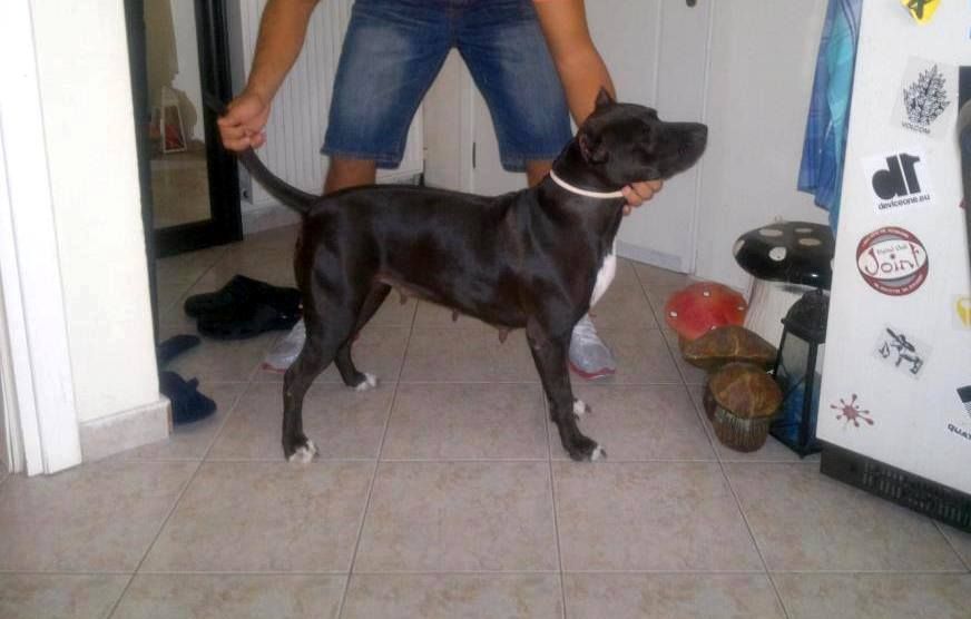 Photo of the dog
