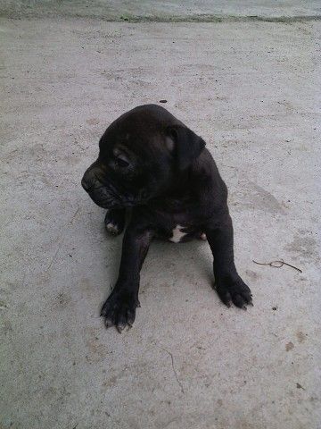 Photo of the dog
