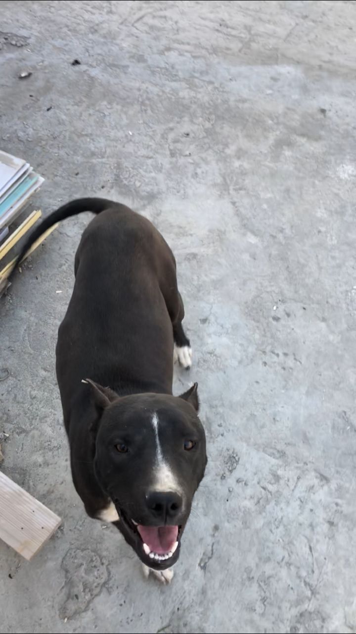 Photo of the dog