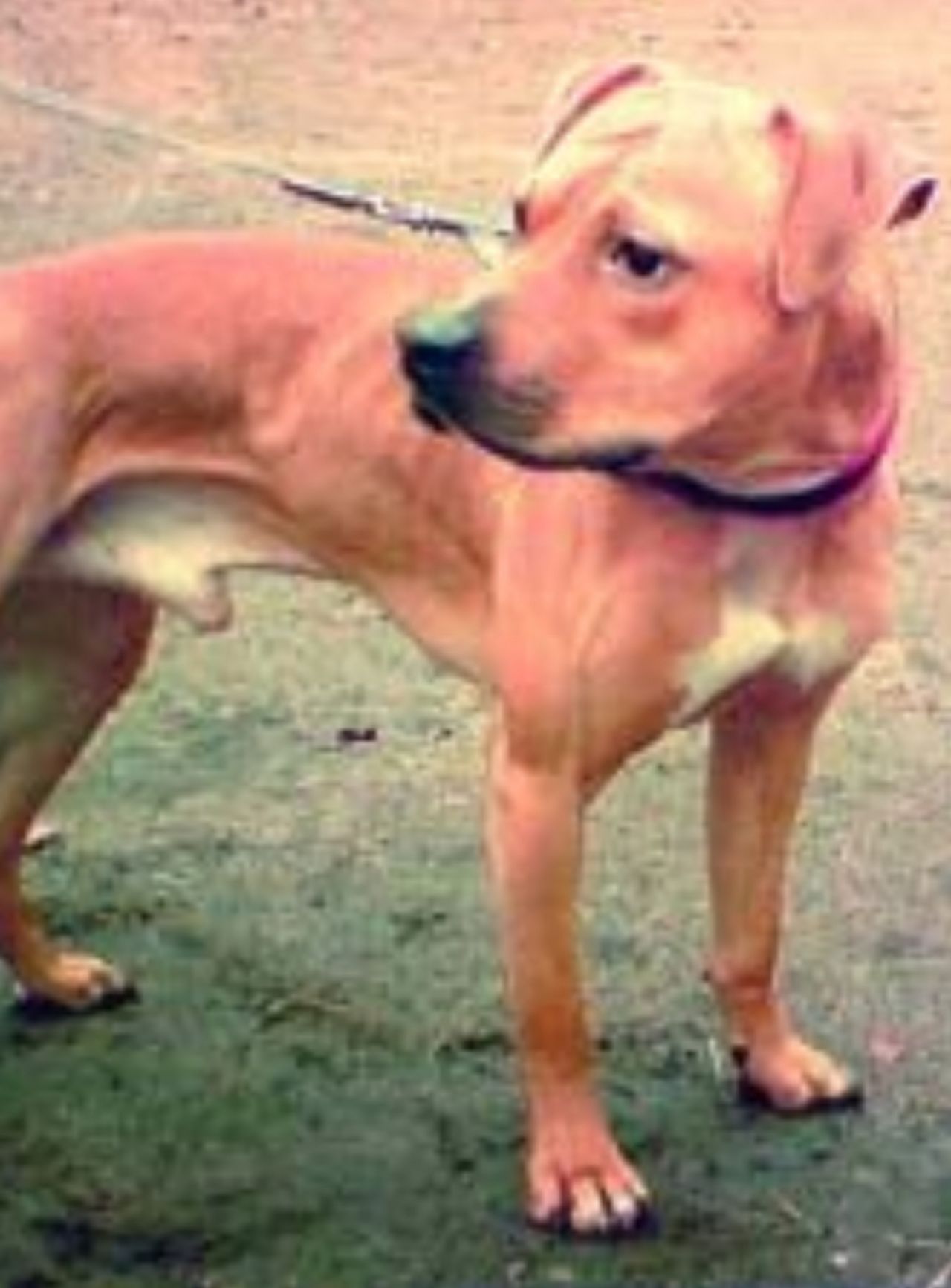 Photo of the dog
