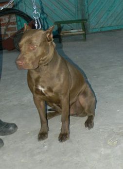 Photo of the dog