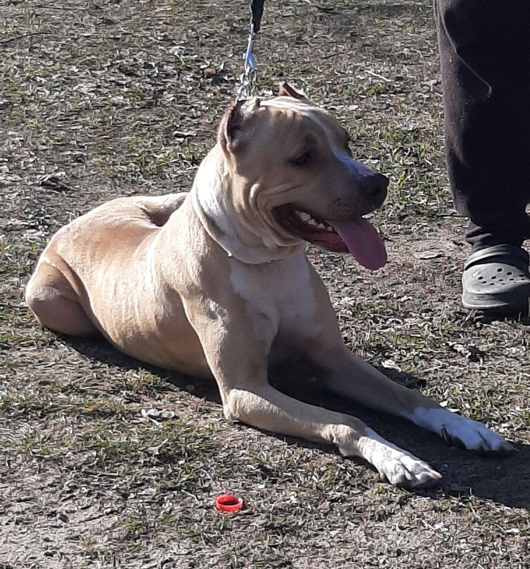 Photo of the dog