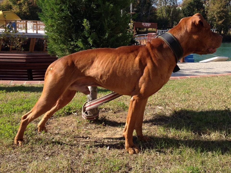 Photo of the dog