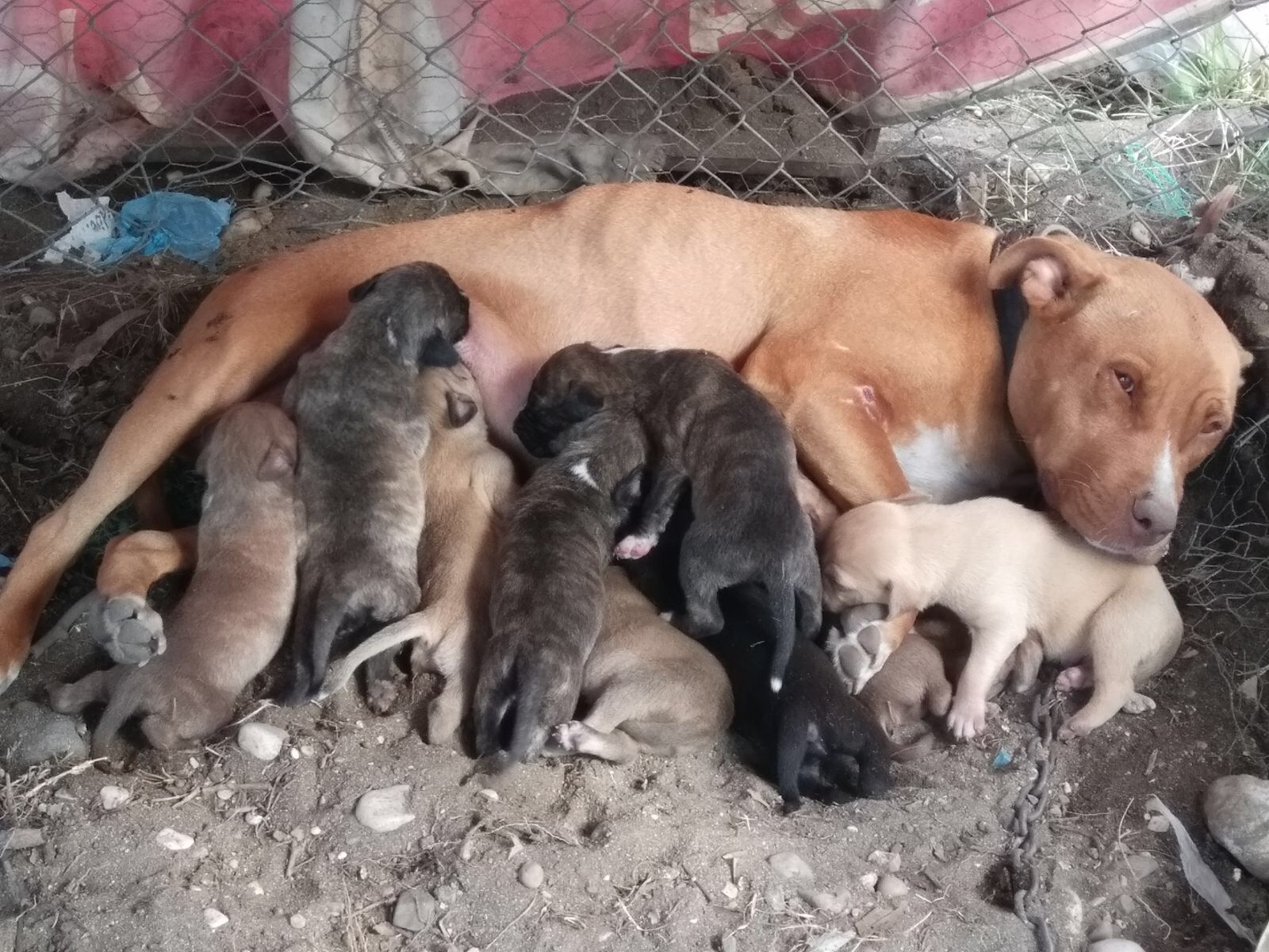 Photo of the dog