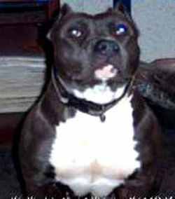 Photo of the dog