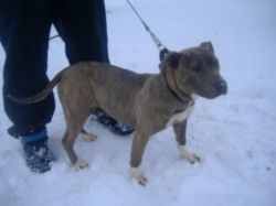 Photo of the dog