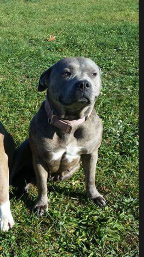 Photo of the dog