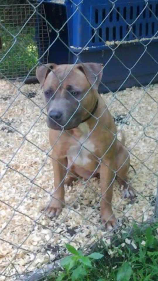 Photo of the dog