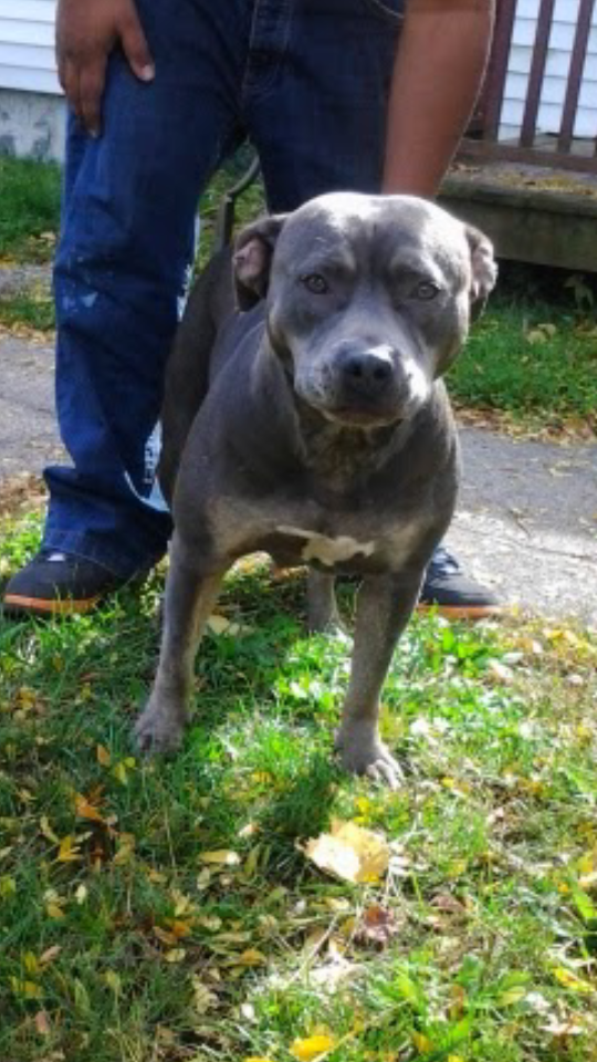 Photo of the dog