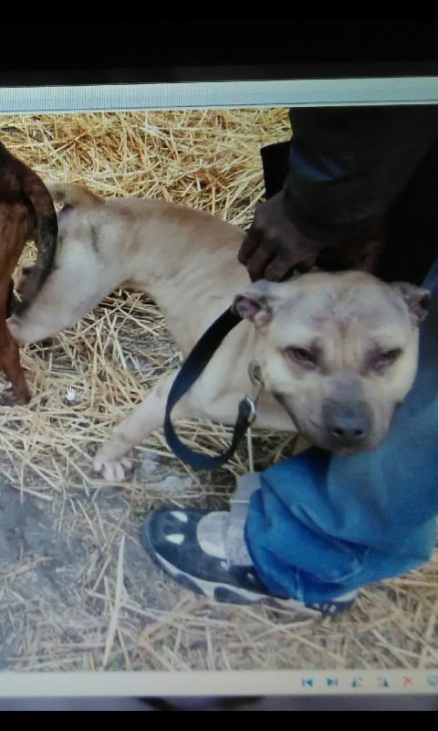 Photo of the dog