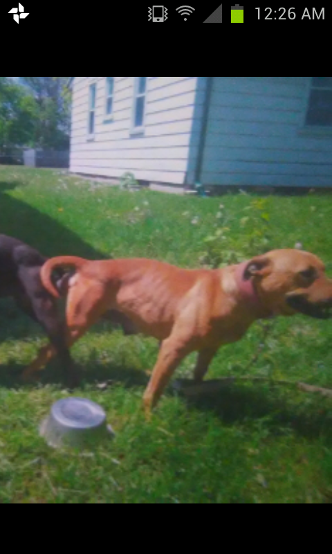 Photo of the dog