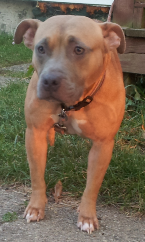 Photo of the dog