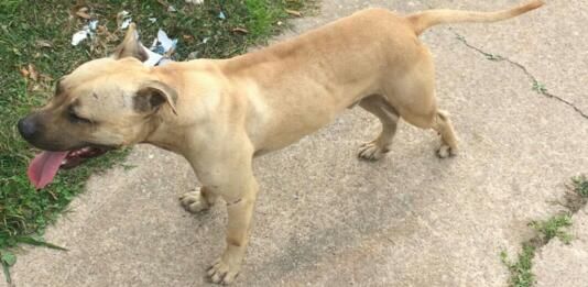 Photo of the dog