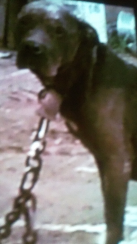 Photo of the dog
