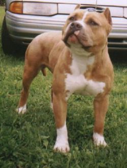 Photo of the dog