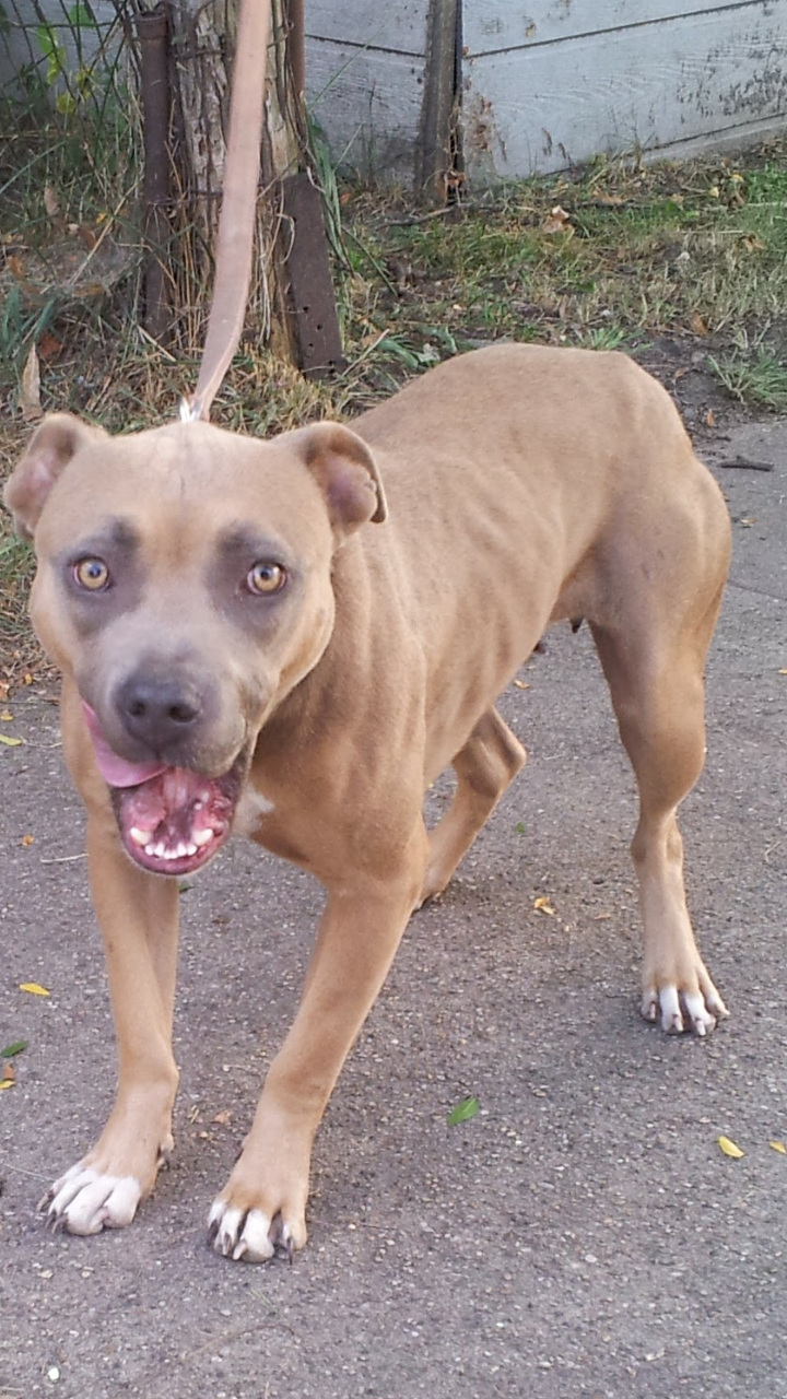 Photo of the dog