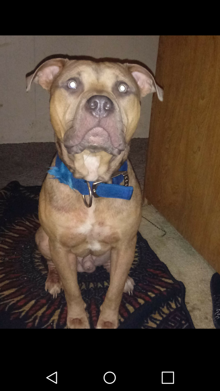 Photo of the dog