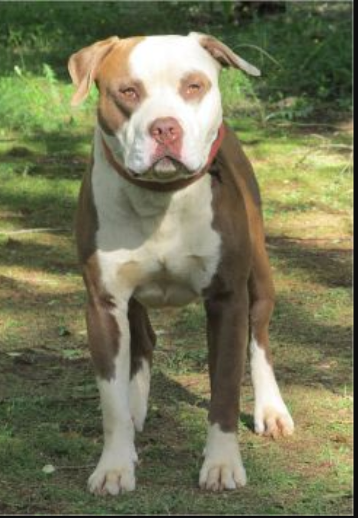 Photo of the dog