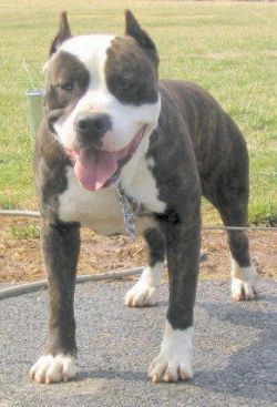 Photo of the dog