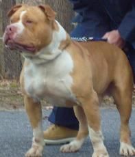 Photo of the dog