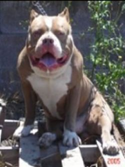 Photo of the dog