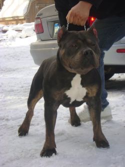 Photo of the dog