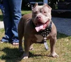 Photo of the dog