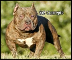 Photo of the dog