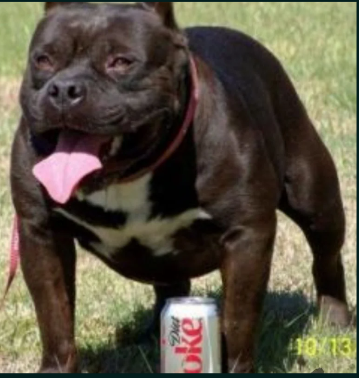 Photo of the dog
