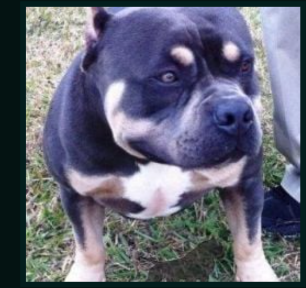 Photo of the dog