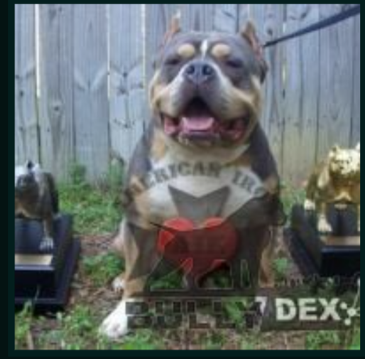 Photo of the dog