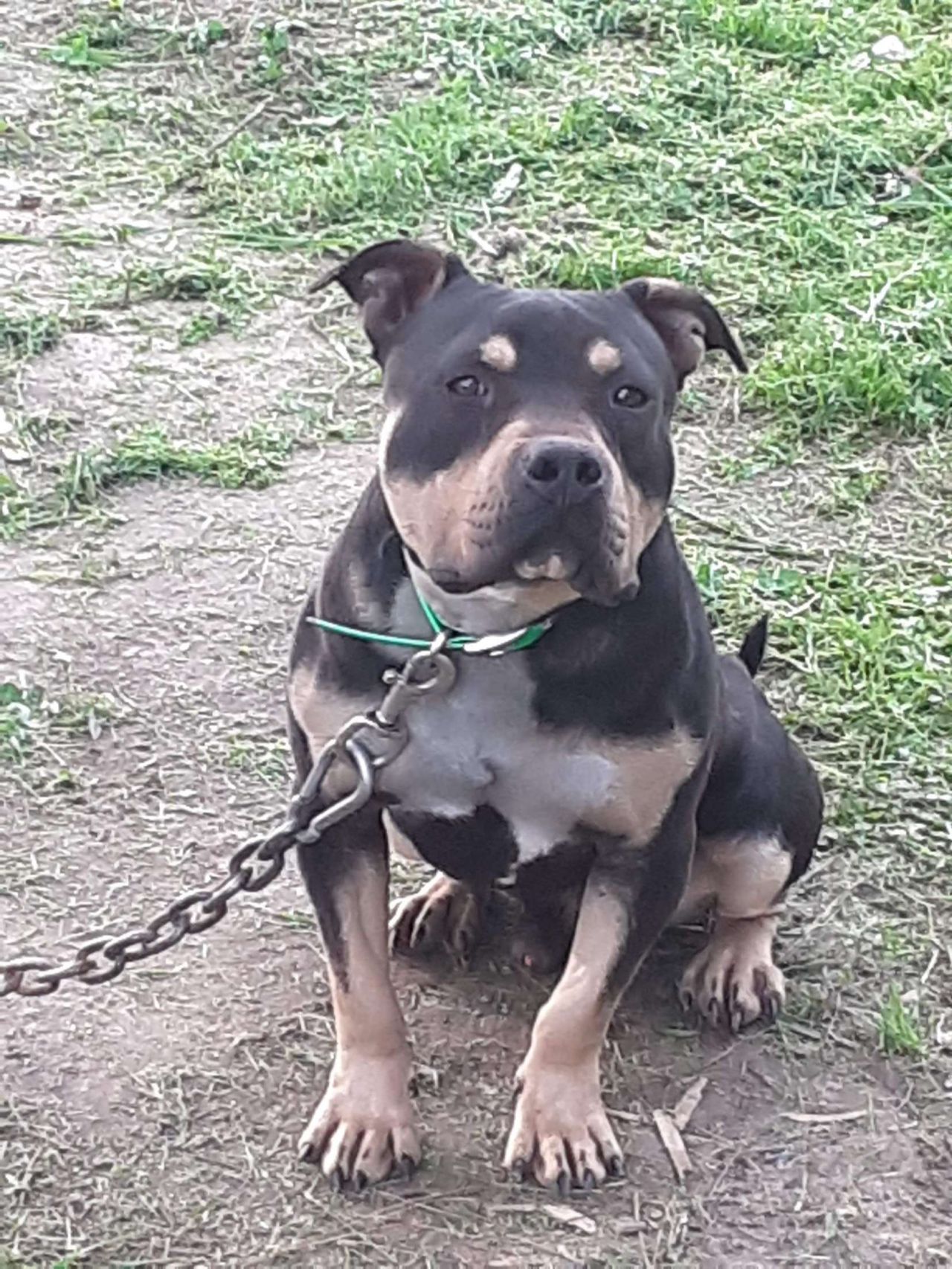 Photo of the dog