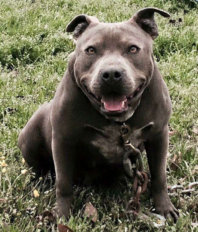 Photo of the dog