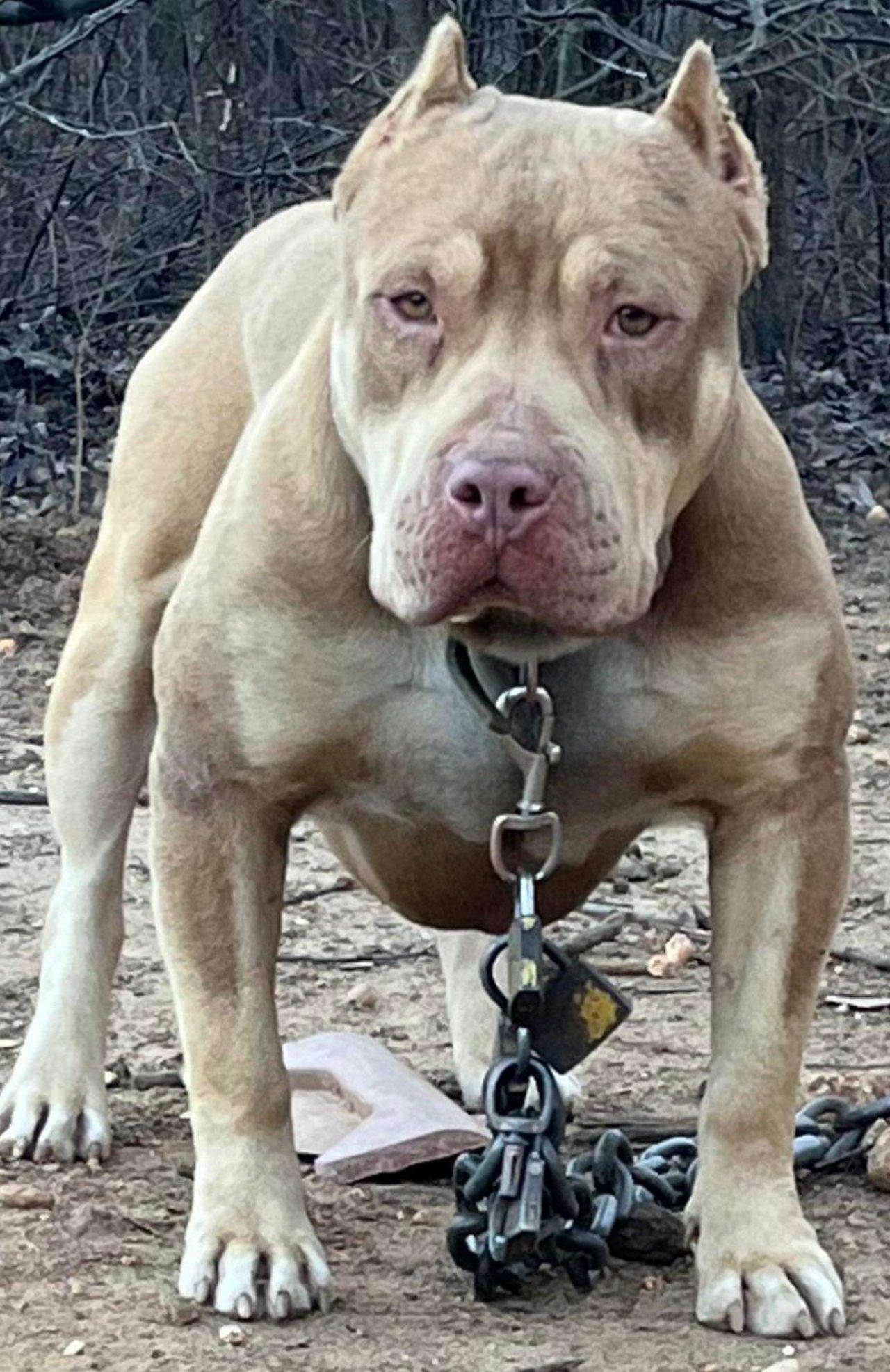 Photo of the dog