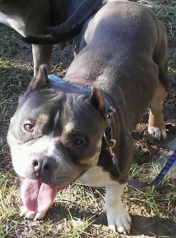 Photo of the dog