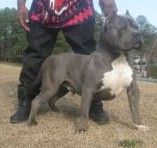 Photo of the dog