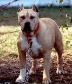 Photo of the dog