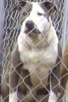 Photo of the dog