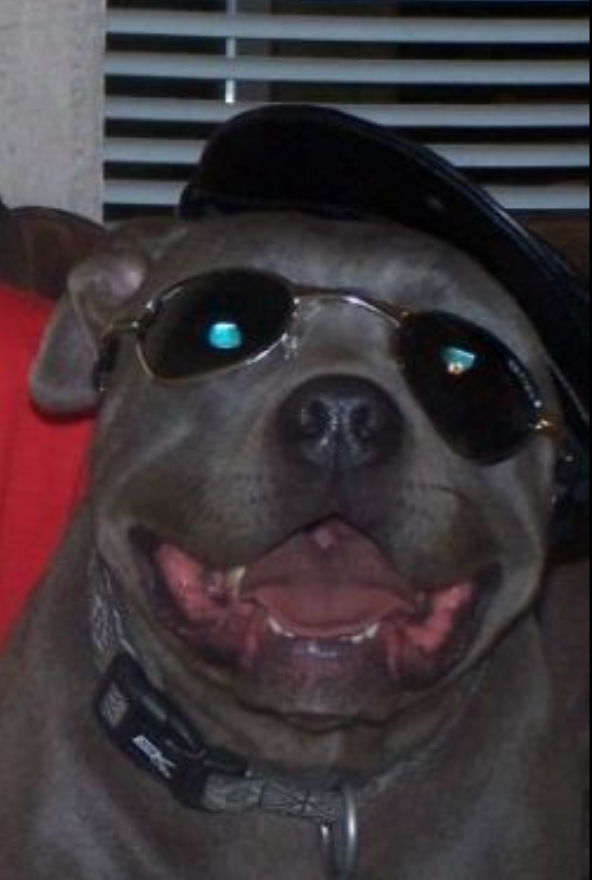 Photo of the dog