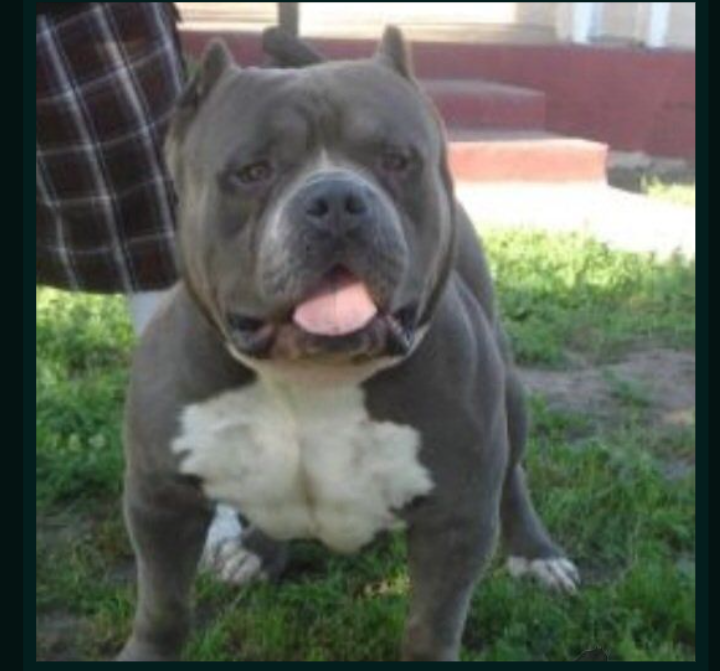 Photo of the dog
