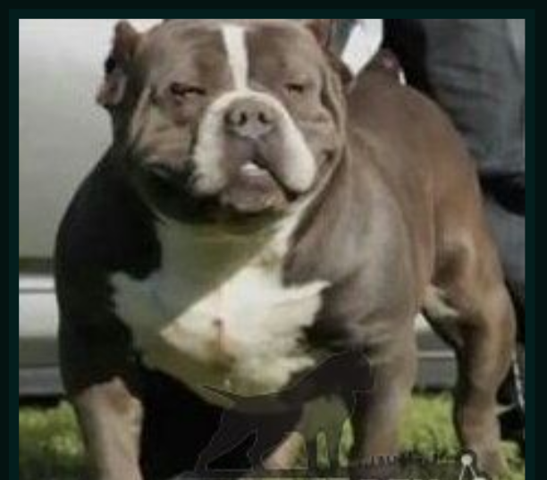 Photo of the dog