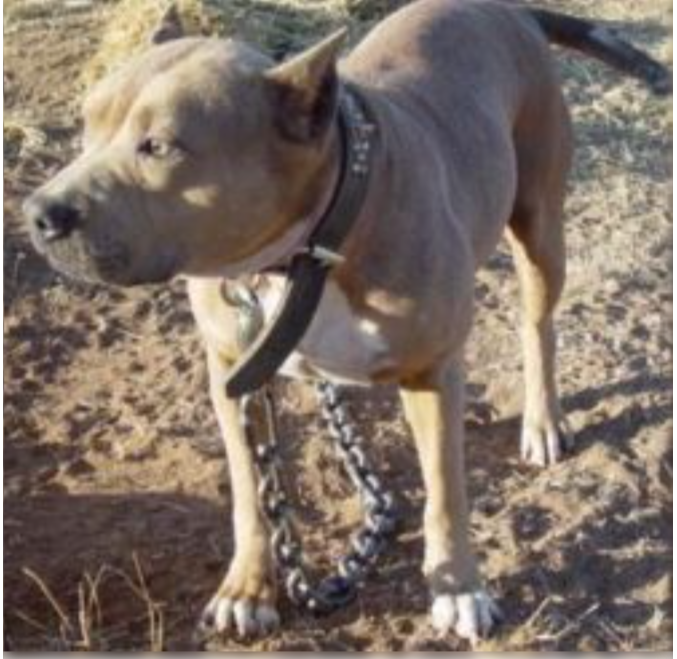 Photo of the dog